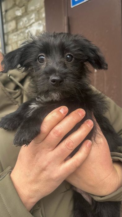 Щенок мелкой породы в добрые руки