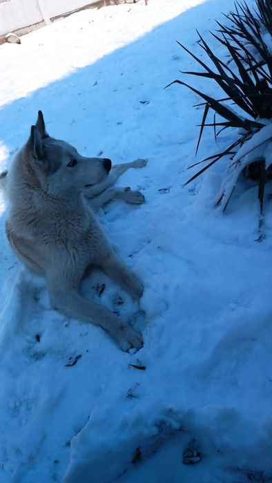 Вязка,хаски королевский