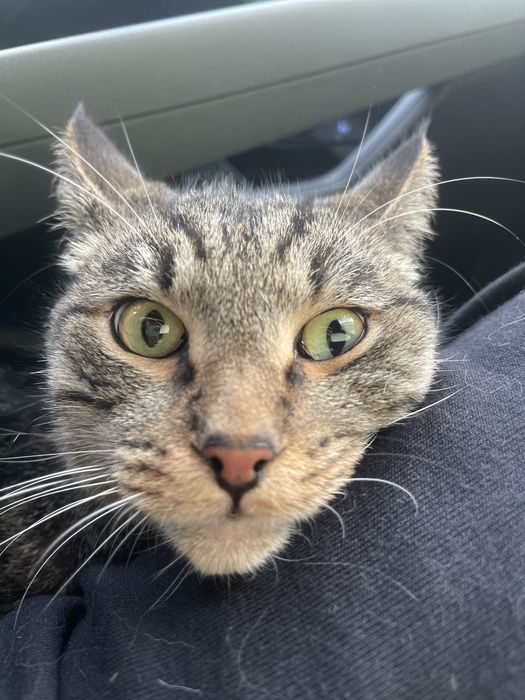 Отдам кошку в добрые руки