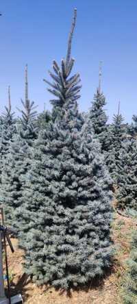 Акция! Голубая ель до 3 метров (Picea Pungens glauca)