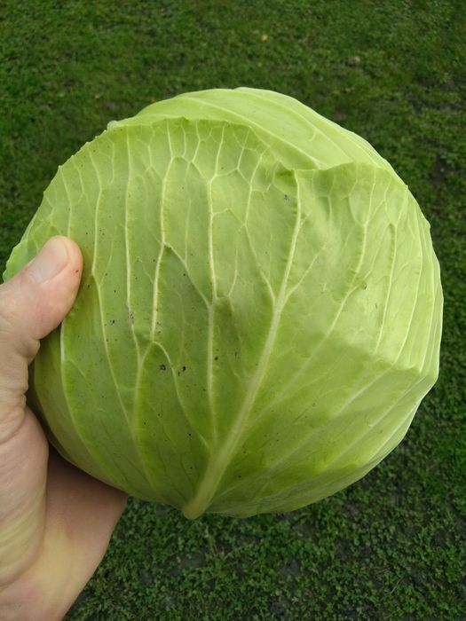 Varza alba plata