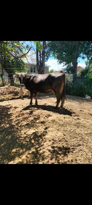 Продам породистую, Алатаускую тёлочку