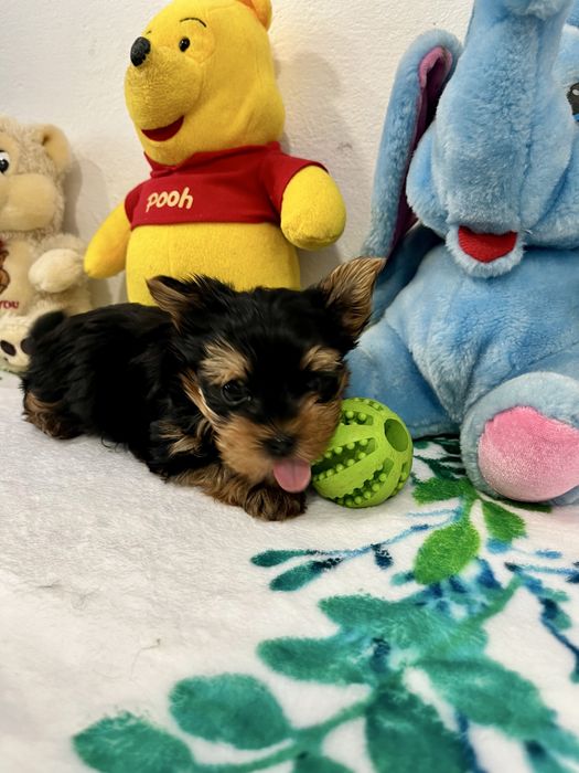 Йоркширски териер-Мини йорки