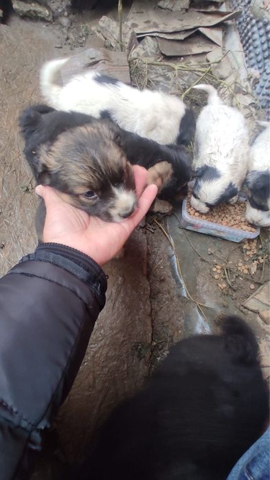 caței spre adoptie