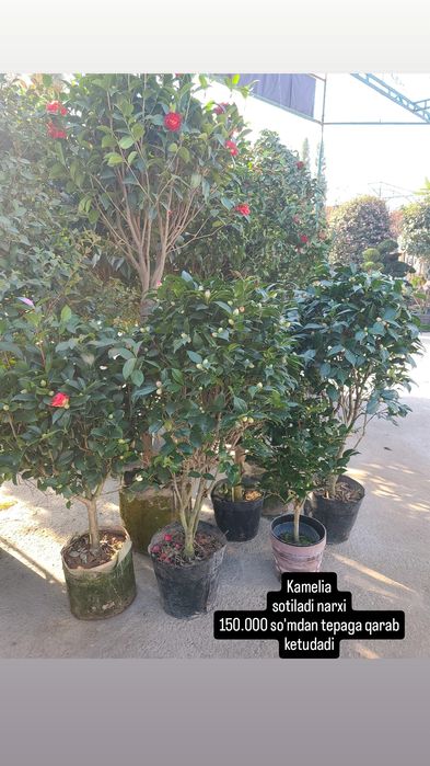 Kamelia gulla sotiladi