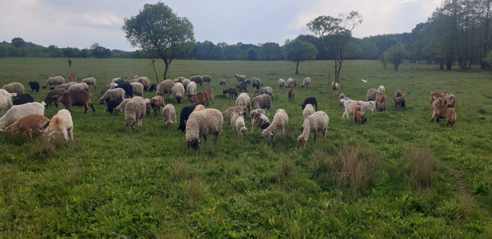 Vand oi de rasa carabase si țigai