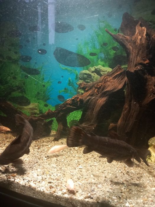 Pesti sanitari diferite specii