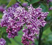 Liliac bicolor altoit 70-90 cm!