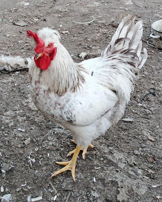 Продам молоденьких петушков