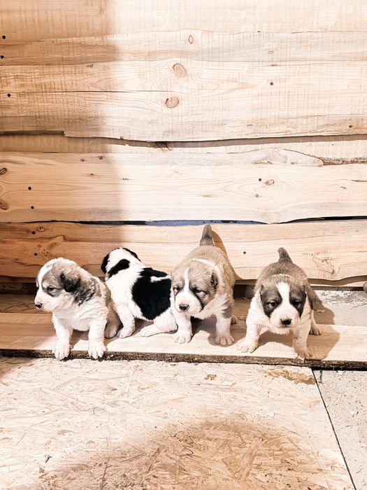 Төбет щеньки все девочки