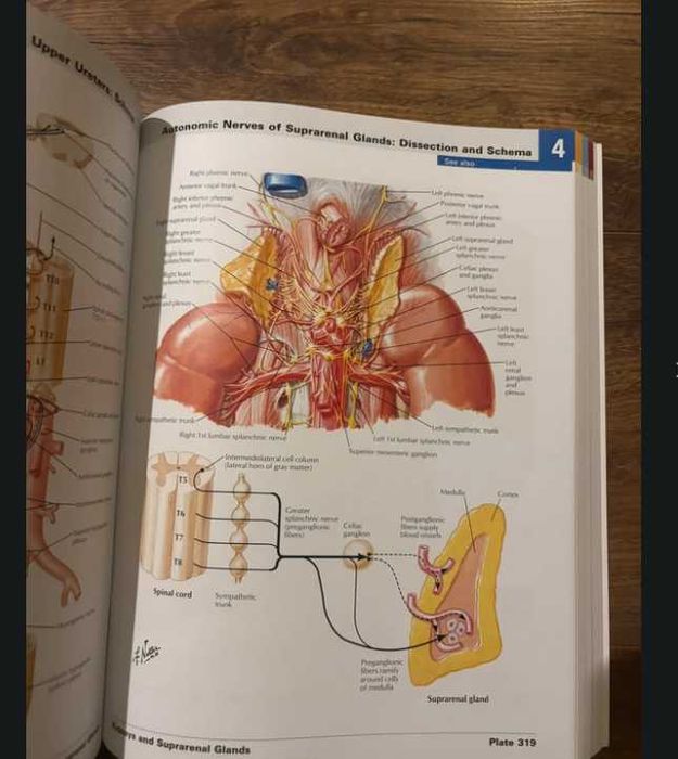 Atlas of Human Anatomy Netter