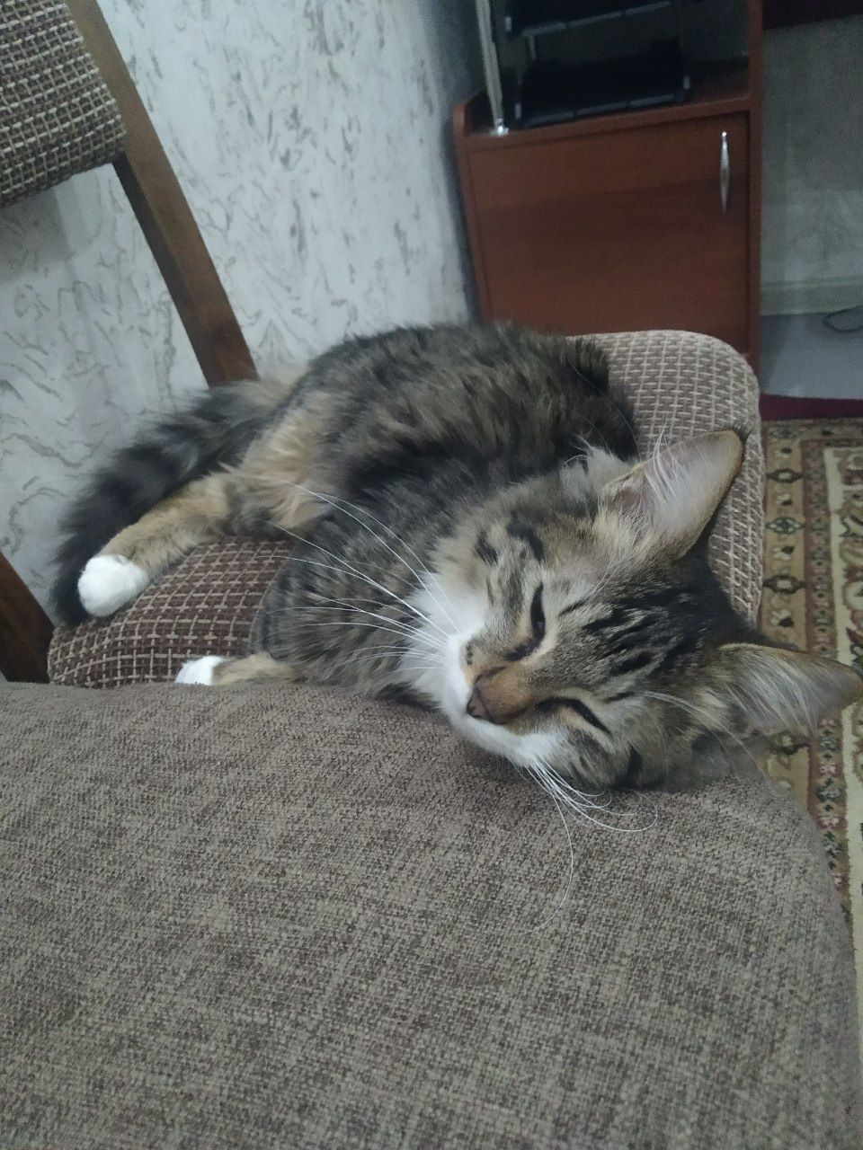 Mushuk yoqoldi iltimos yordam berila