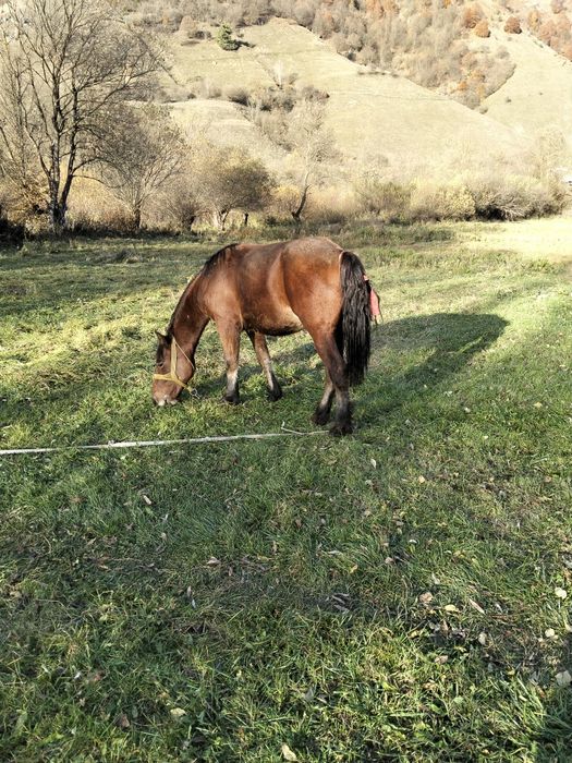 Vând mânz cuminte de 7 pe 8 luni
