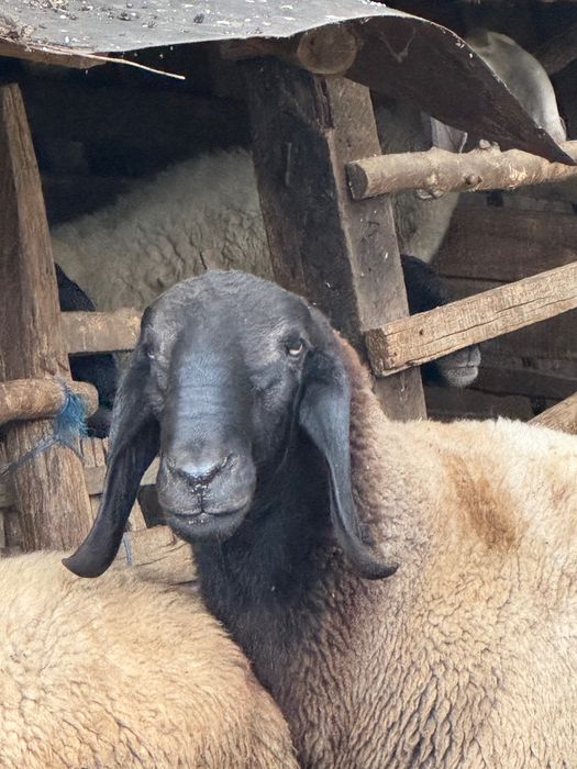 Овен плевенски черноглав