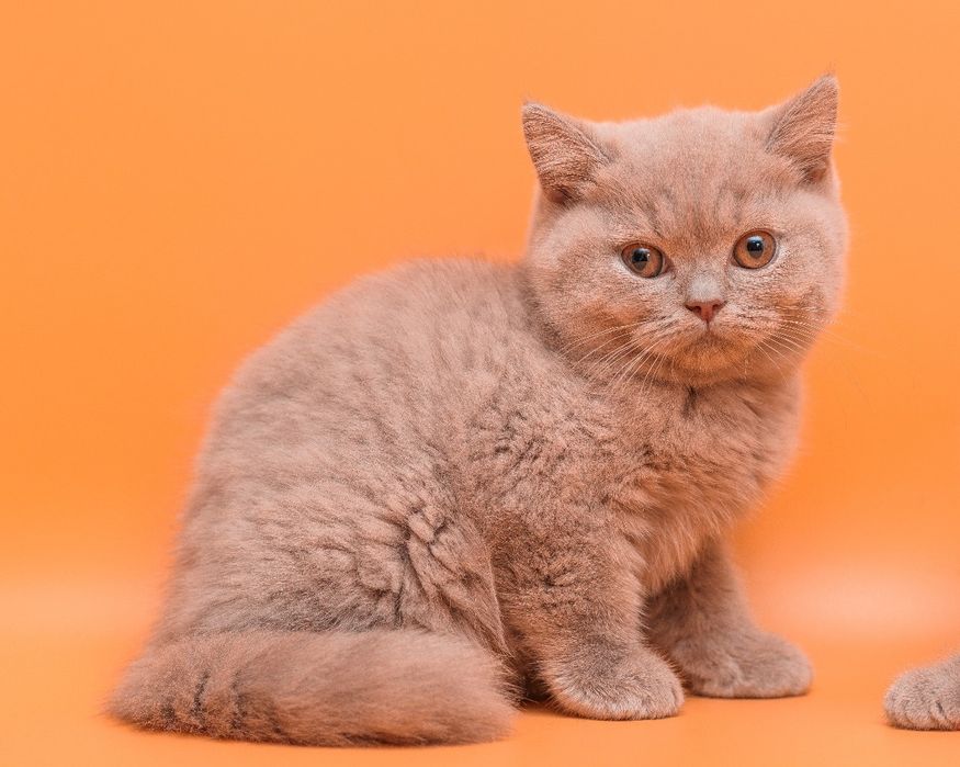 Красивые британские котята