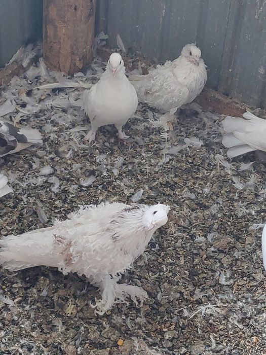 Vând porumbei creți