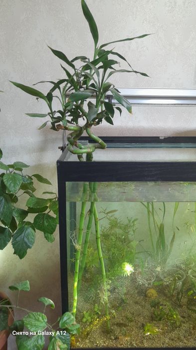 Аквариум отлари сотилади