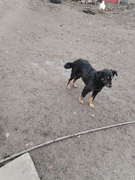 Donez cățelușa de întors