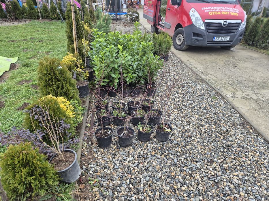 Servicii Gradinarit si Curatenie Outdoor (Exterior) Transport moloz