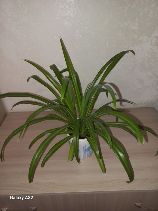 Хлорофитум  комнатный