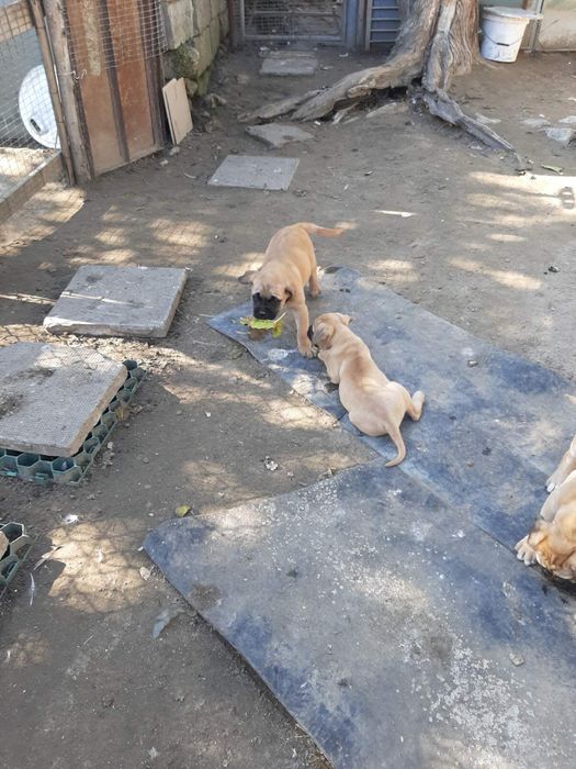 Продавам кане корсо