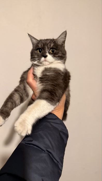 Отдам котенка в добрые руки