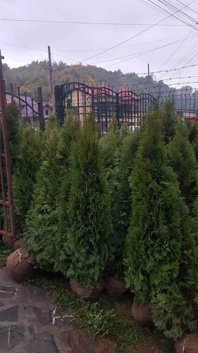 Plante Ornamentale