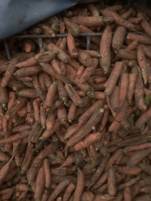 Vand morcovi pentru animale