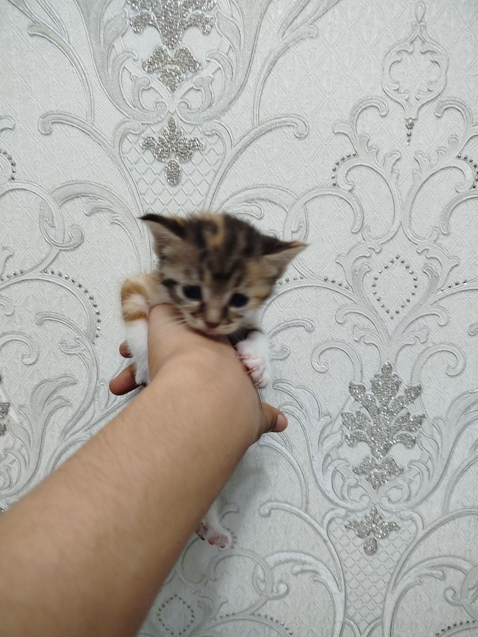 Отдам бесплатно. Текинга бераман