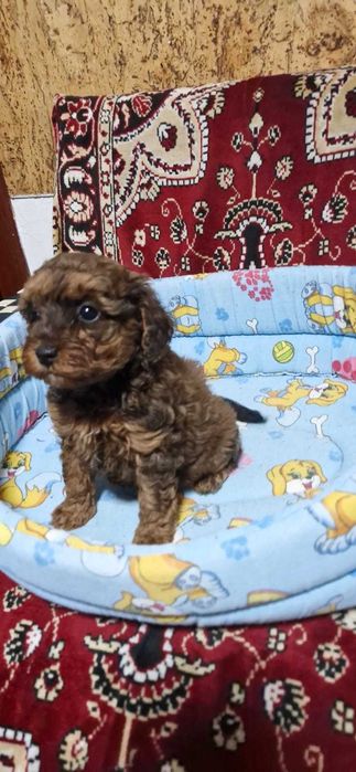 Puiuti CAVAPOO foarte jucausi si iubitori