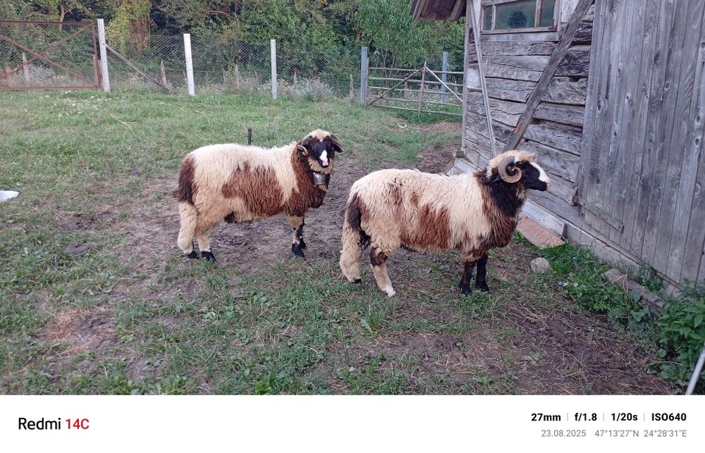 De vânzare 2 berbecuți
