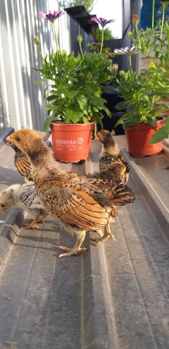 Pui marans,araucana, appenzeller, sebringht