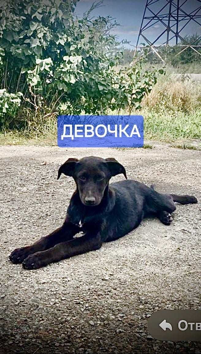 Щенки в ответственные руки