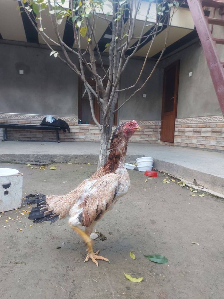 Tulle tovula sotiladi soglom yiri tovula zoti ozimizani mesni zotladan