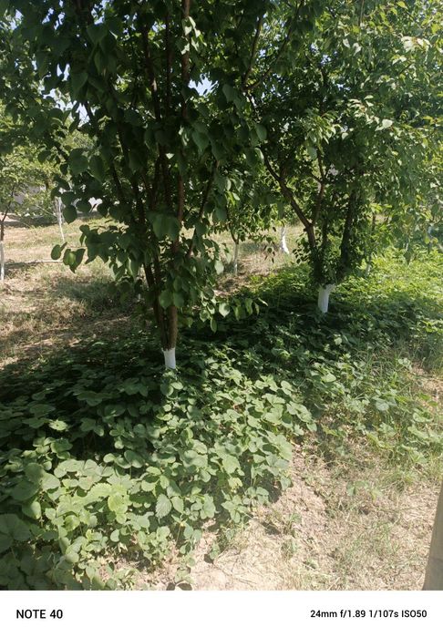 Toytepa dacha 6 sotix srochna