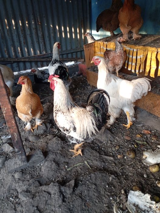 Продам петухов брамы