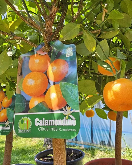 Citrice lamai, kumquat, calamondino, mandarin