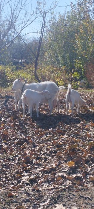 Заненские козлята