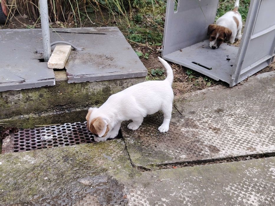Vand căței rasa Jack Russel terrier