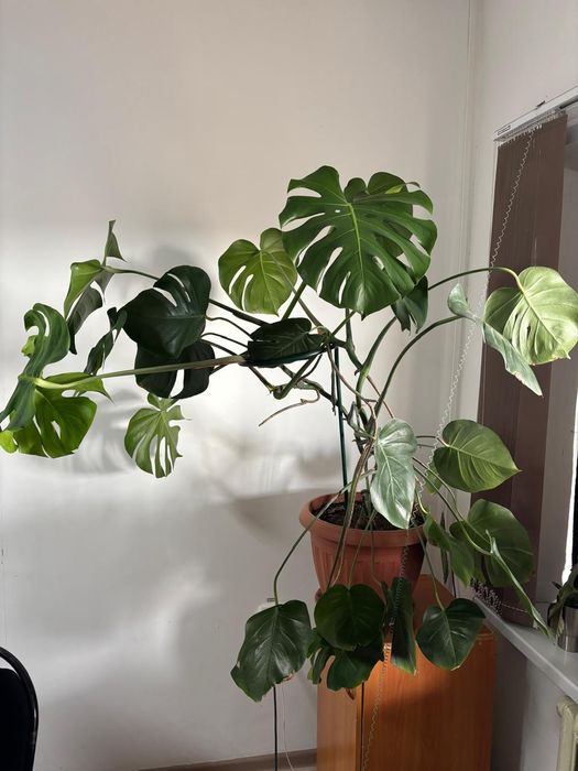 Монстера  продам