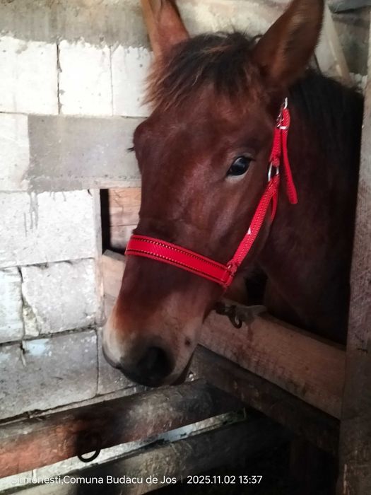 Mânz frumos de vânzare