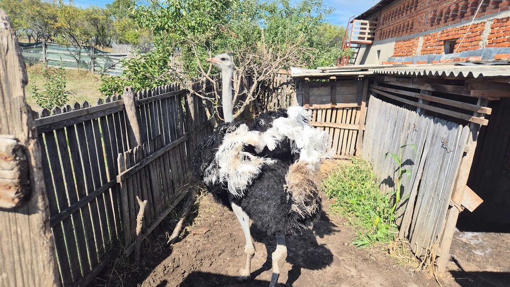 Strut mascul de vanzare