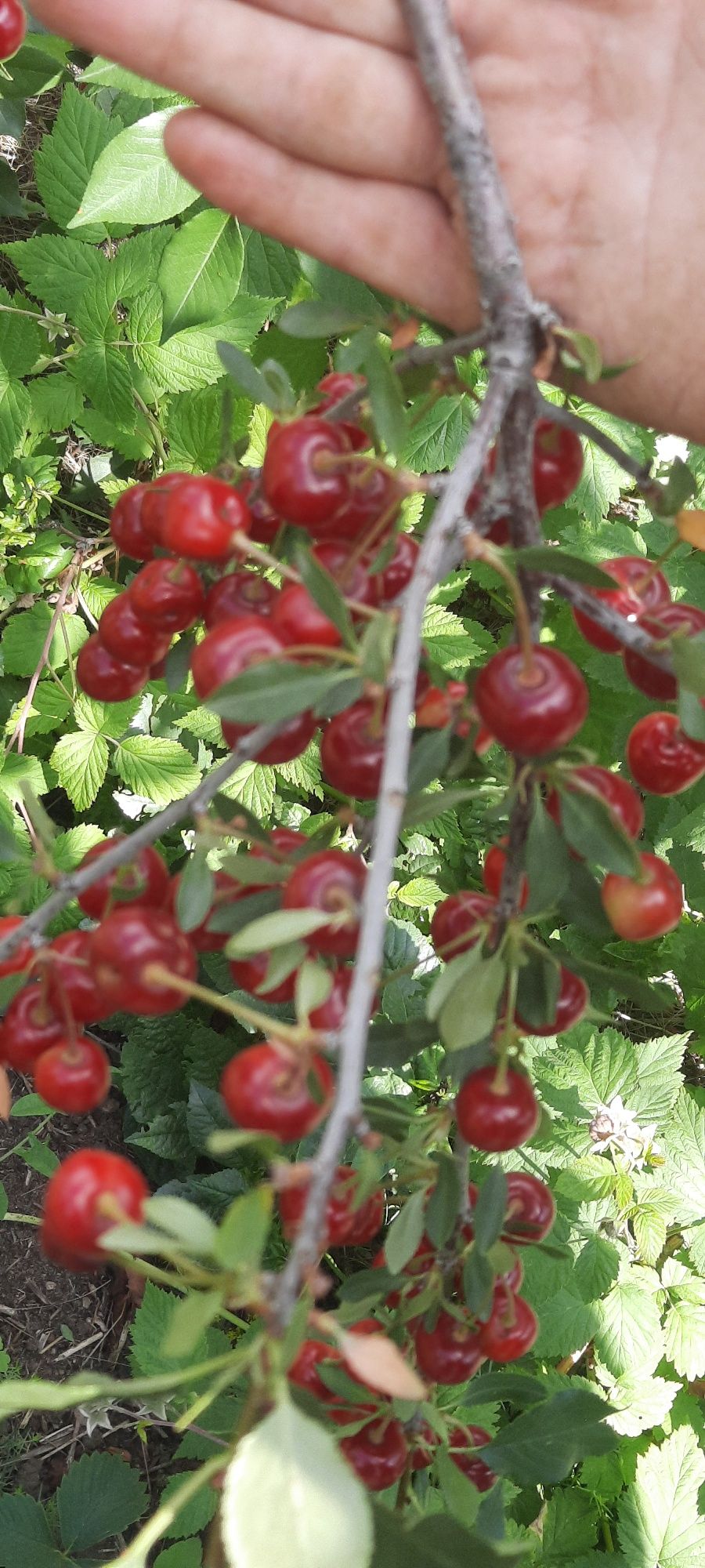 Продам вишню домашнюю