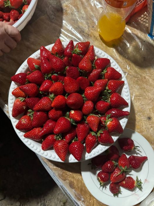 QULUPNAY KO‘CHATLARI — O‘zingni bog‘ingda bahor keltir!