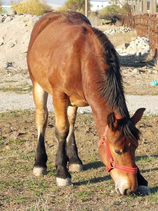 Vand mânza murga de noua  luni