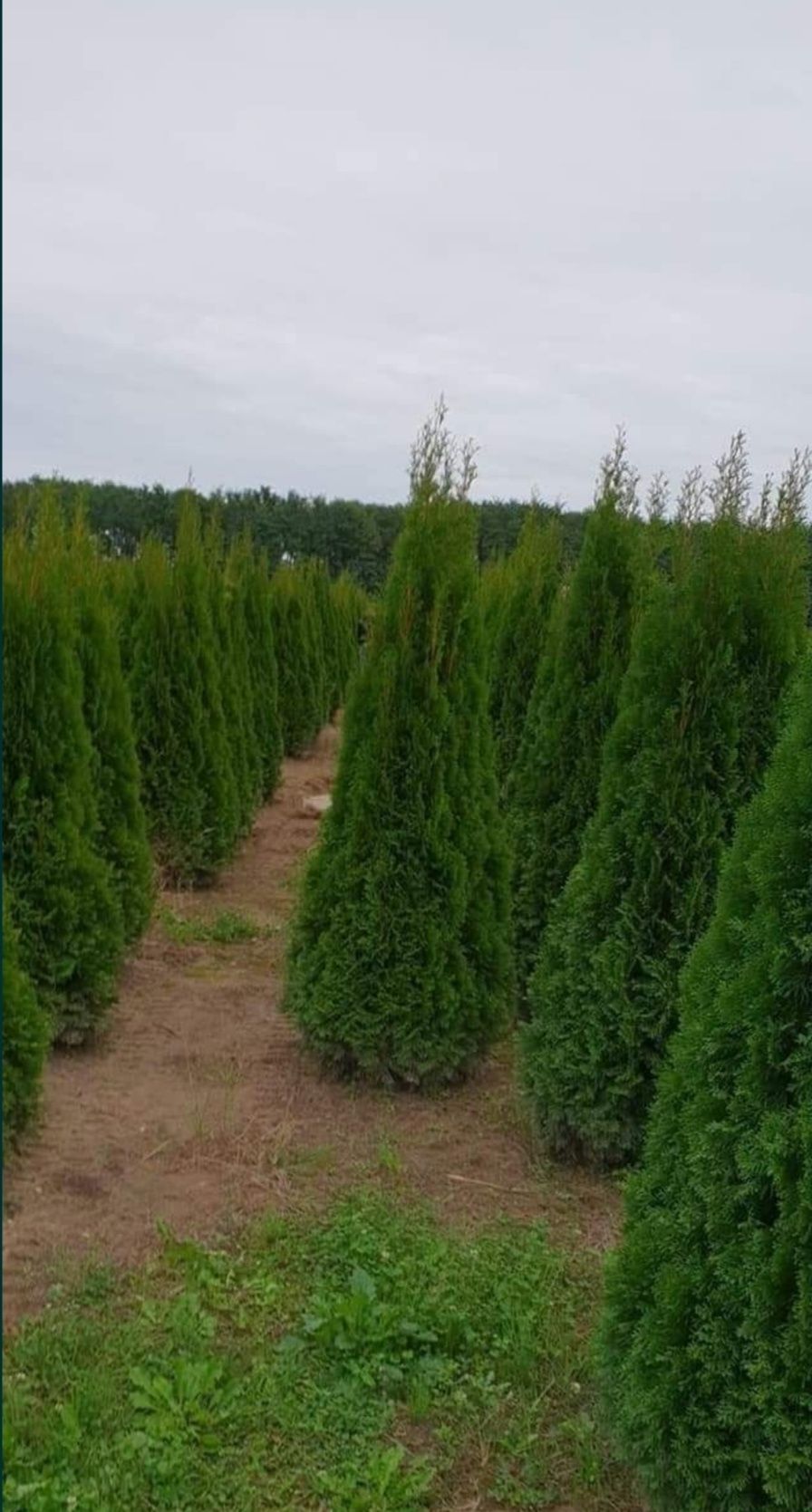 Tuia smaragd sau leylandii de mai multe dimensiuni 1.2m-3m