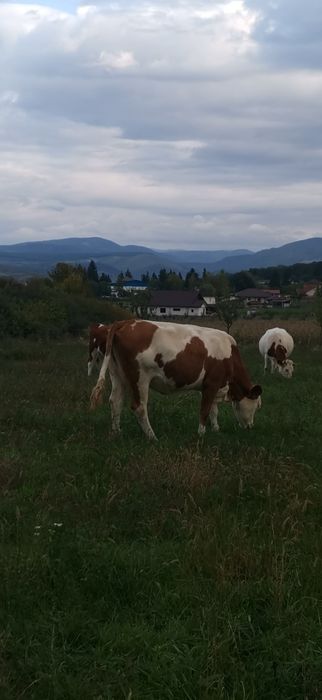 vand vaca baltata fatata de 2 ori