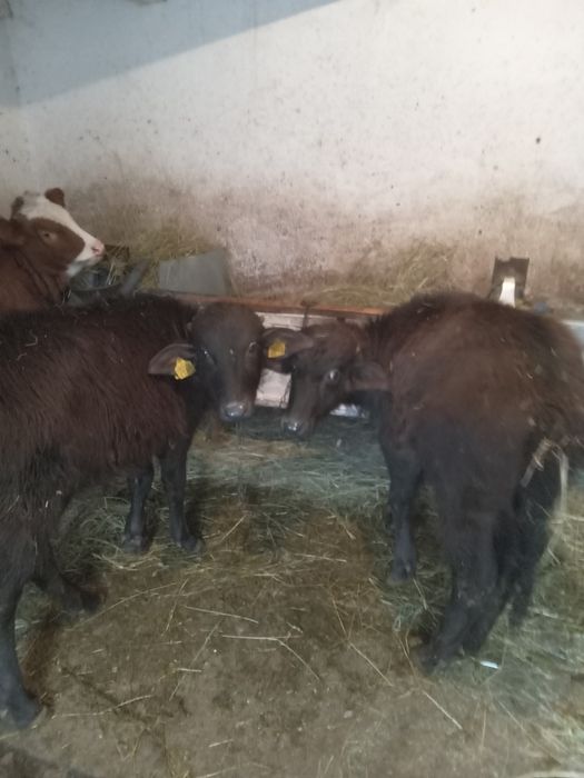 Animale Domestice viteluse de vanzare