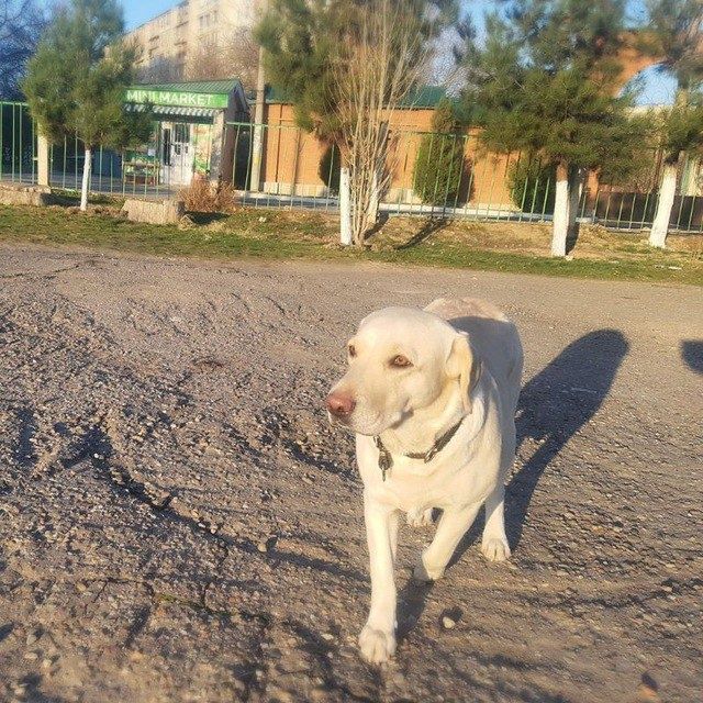 Пристраивается в добрые руки