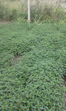Menta calitate I